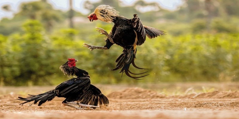 Cần áp dụng các bí kíp vàng khi chơi Đá gà C1 Dabet