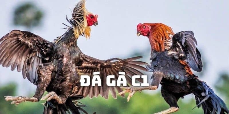 Đá gà C1