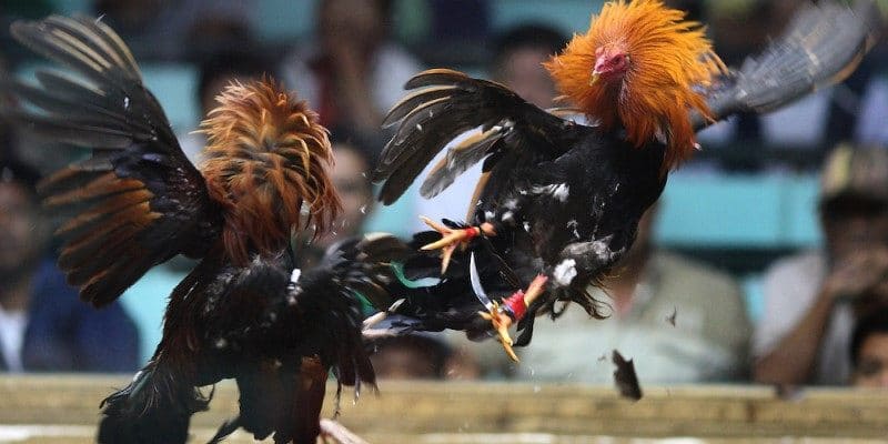 Sự hấp dẫn và kích tính là điểm nhấn trong mỗi trận tranh tài