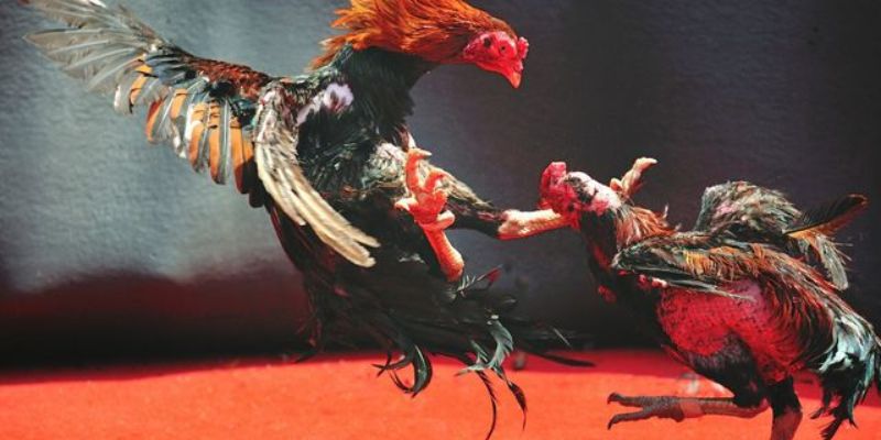 Để chiến thắng đá gà cựa sắt thì đừng quên bỏ túi kinh nghiệm chơi