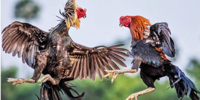 Người tham gia luôn phải tìm hiểu kỹ thông tin luật thi đấu