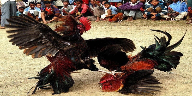 Đá gà trực tiếp Thomo tại Dabet đem đến những ưu điểm vượt trội cho khách hàng